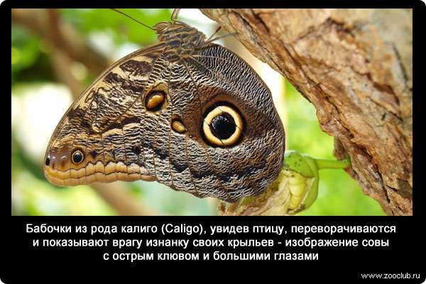  Бабочки из рода калиго (Caligo), увидев птицу, переворачиваются и показывают врагу изнанку своих крыльев - изображение совы с острым клювом и большими глазами