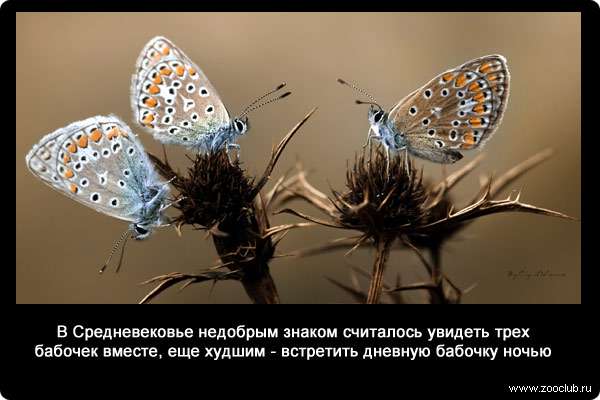  В эпоху Средневековья недобрым знаком считалось увидеть трех бабочек вместе, еще худшим - встретить дневную бабочку ночью