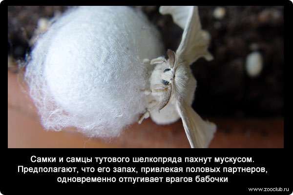  Самки и самцы тутового шелкопряда (Bombyx mori) пахнут мускусом. Предполагают, что его запах, привлекая половых партнеров, одновременно отпугивает врагов бабочки