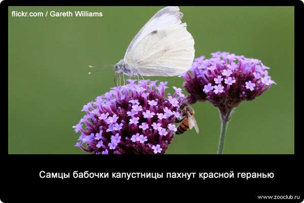  Самцы бабочки капустницы (Pieris brassicae) пахнут красной геранью