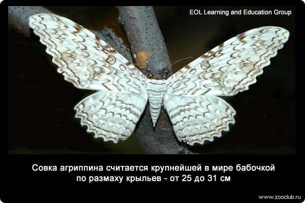  Совка агриппина (Thysania agrippina) считается крупнейшей в мире бабочкой по размаху крыльев - от 25 до 31 см