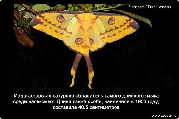  Мадагаскарская сатурния (Argema mittrei) обладатель самого длинного языка среди насекомых. Длина языка особи, найденной в 1903 году, составила 40,5 сантиметров