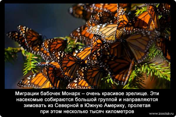  Миграции бабочек Монарх (Danaus plexippus) - очень красивое зрелище. Эти большие насекомые собираются большой группой и направляются зимовать из Северной Америки в Южную Америку, пролетая при этом несколько тысяч километров