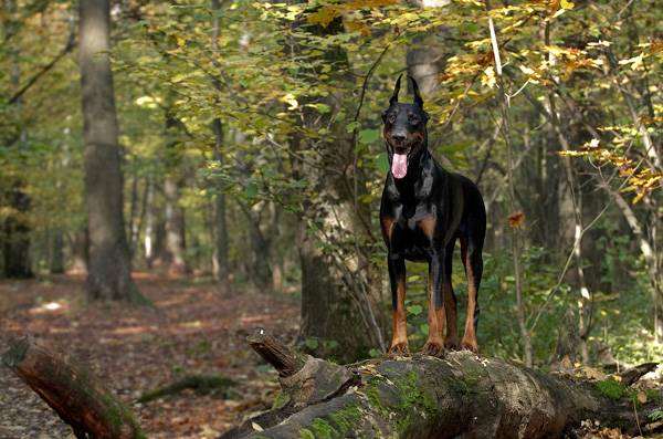 Доберман в лесу, фото породы собак фотография