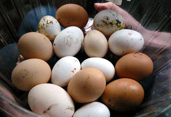 Куриные яйца, фото содержание кур фотография