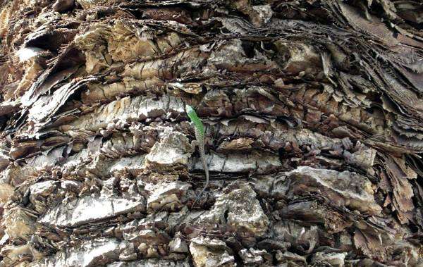 Ящерица на стволе пальмы, фото рептилии фотография
