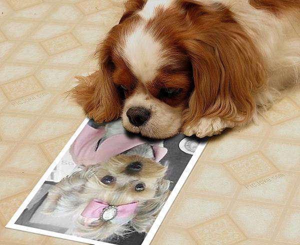 Кинг-чарльз-спаниель, фото породы собак собаки фотография