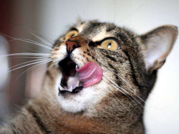 Облизывающаяся кошка, фото новости о животных фотография