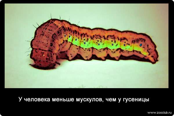 Гусеница — картинки и фото для детей