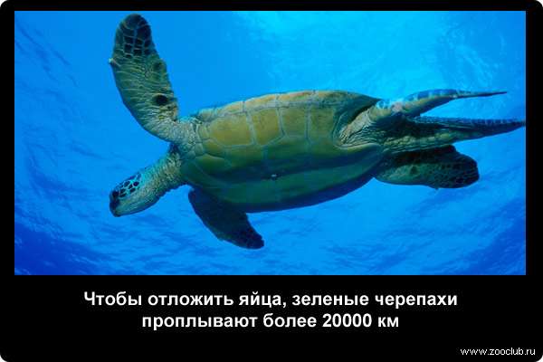  Чтобы отложить яйца, зеленые черепахи проплывают более 20000 км