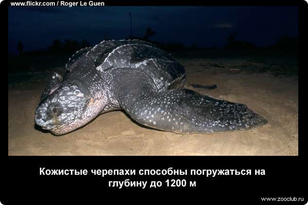  Кожистые черепахи способны погружаться на глубину до 1200 м