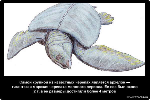  Самой крупной из известных черепах является архелон (Archelon ischyros) - гигантская морская черепаха мелового периода. Ее вес был около 2 т, а ее размеры достигали более 4 метров