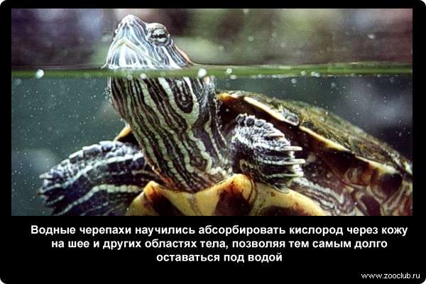  Водные черепахи научились абсорбировать кислород через кожу на шее и других областях тела, позволяя тем самым долго оставаться под водой