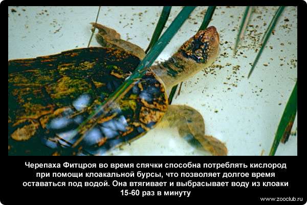  Черепаха Фитцроя во время спячки способна потреблять кислород при помощи клоакальной бурсы, что позволяет долгое время оставаться под водой. Она втягивает и выбрасывает воду из клоаки 15-60 раз в минуту