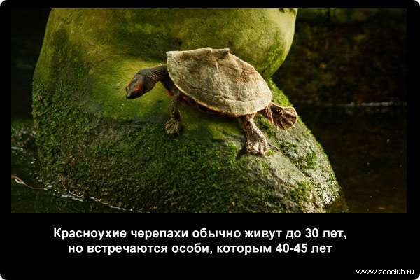  Красноухие черепахи обычно живут до 30 лет, но встречаются особи, которым 40-45 лет