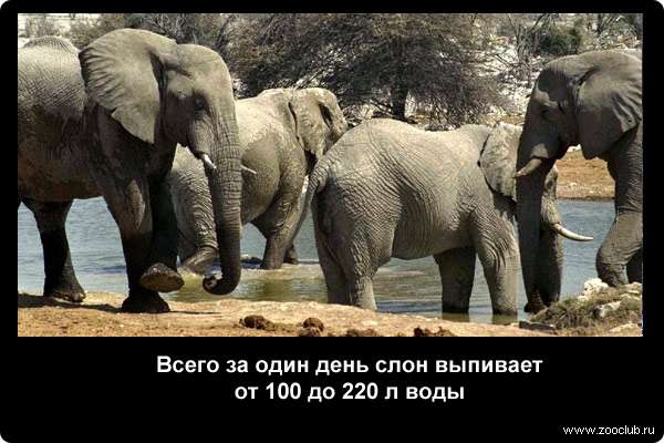  Всего за один день слон выпивает от 100 до 220 л воды