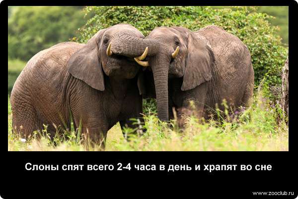  Слоны спят всего 2-4 часа в день и храпят во сне