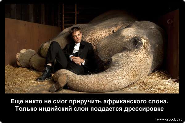  Еще никто не смог приручить африканского слона. Только индийский слон поддается дрессировке