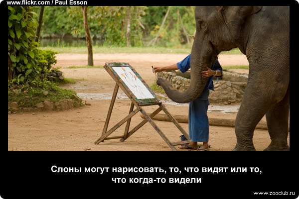  Слоны могут нарисовать, то, что видят или то, что когда-то видели