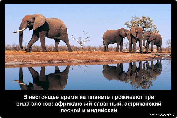  В настоящее время на планете проживают три вида слонов: африканский саванный, африканский лесной и индийский