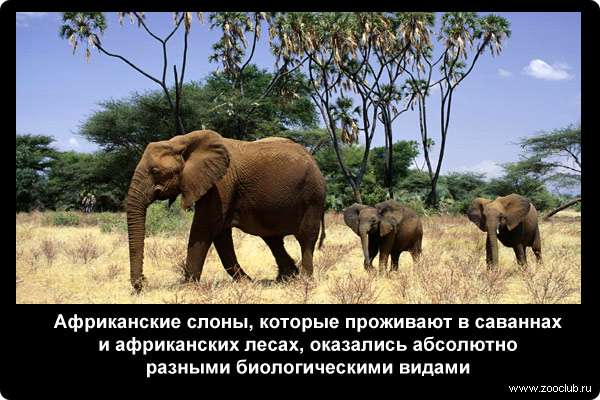  Африканские слоны, которые проживают в саваннах и африканских лесах, оказались абсолютно разными биологическими видами
