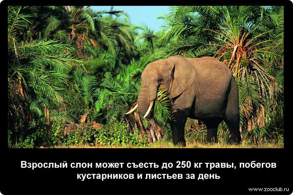  Взрослый слон может съесть до 250 кг травы, побегов кустарников и листьев за день