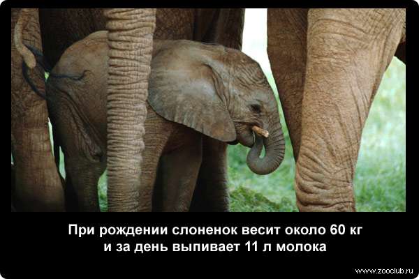  При рождении слоненок весит около 60 кг и за день выпивает 11 л молока
