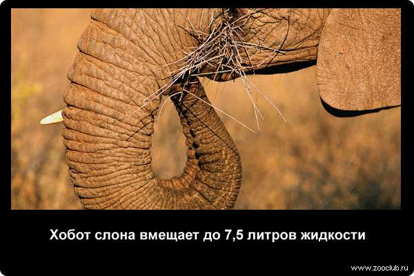  Хобот слона вмещает до 7,5 литров жидкости