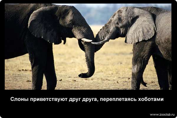  Слоны приветствуют друг друга, переплетаясь хоботами
