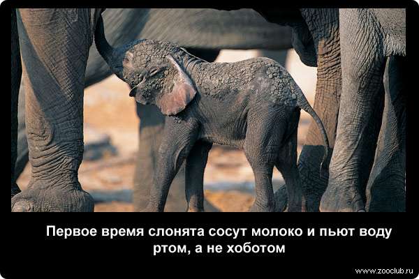  Первое время слонята сосут молоко и пьют воду ртом, а не хоботом