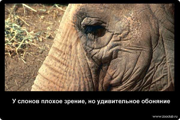  У слонов плохое зрение, но удивительное обоняние