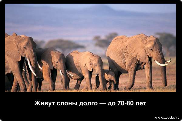  Живут слоны долго - до 70-80 лет