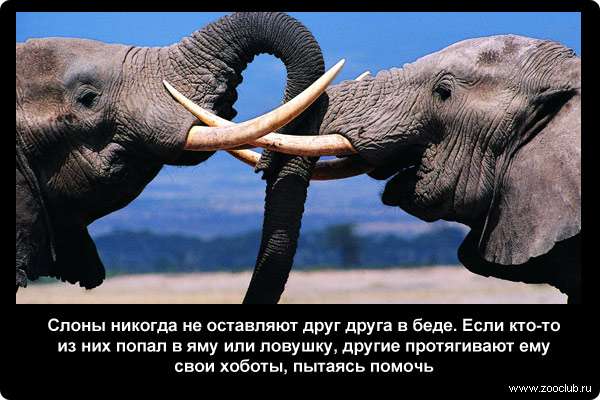  Слоны никогда не оставляют друг друга в беде. Если кто-то из них попал в яму или ловушку, другие протягивают ему свои хоботы, пытаясь помочь