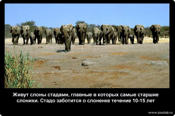  Живут слоны стадами, главные в которых самые старшие слонихи. Стадо заботится о слоненке течение 10-15 лет