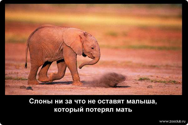 Слоны ни за что не оставят малыша, который потерял мать