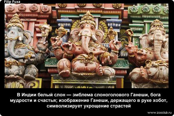  В Индии белый слон - эмблема слоноголового Ганеши, бога мудрости и счастья; изображение Ганеши, держащего в руке хобот, символизирует укрощение страстей