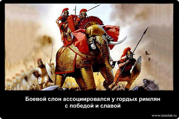  Боевой слон ассоциировался у гордых римлян с победой и славой