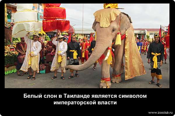  Белый слон в Таиланде является символом императорской власти