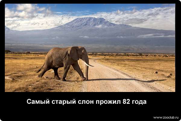  Самый старый слон прожил 82 года