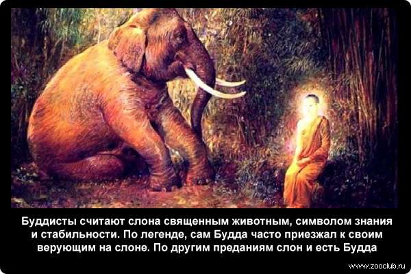  Буддисты считают слона священным животным, символом знания и стабильности. По легенде, сам Будда часто приезжал к своим верующим на слоне. По другим преданиям слон и есть Будда