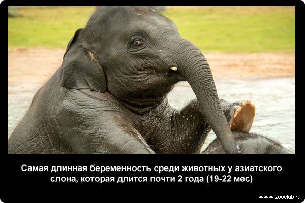  Самая длинная беременность среди животных у азиатского слона, которая длится почти 2 года (19-22 мес)
