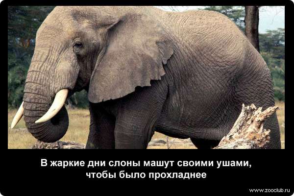  В жаркие дни слоны машут своими ушами, чтобы было прохладнее