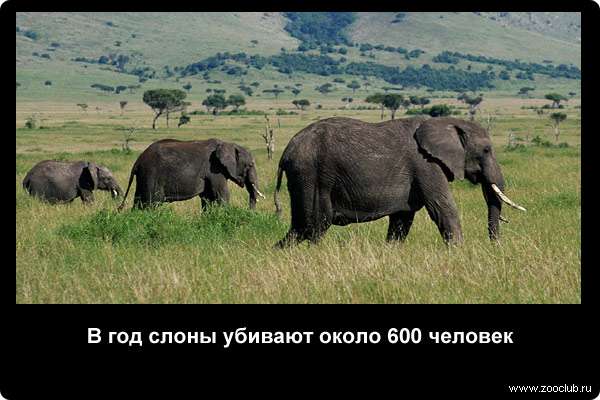  В год слоны убивают около 600 человек