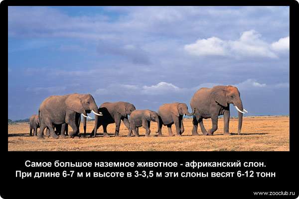  Самое большое наземное животное - африканский слон. При длине 6-7 м и высоте в 3-3,5 м эти слоны весят 6-12 тонн. Но при таких габаритах эти животные могут бегать быстрее человека до 35-40 км/ч
