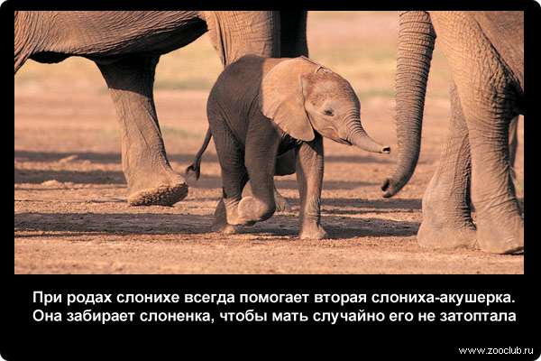  При родах слонихе всегда помогает вторая слониха-акушерка. Она забирает слоненка, чтобы мать случайно его не затоптала