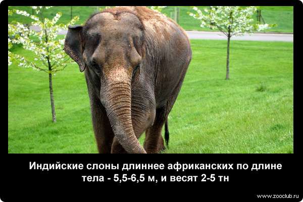  Индийские слоны длиннее африканских по длине тела - 5,5-6,5 м, и весят 2-5 тонны.