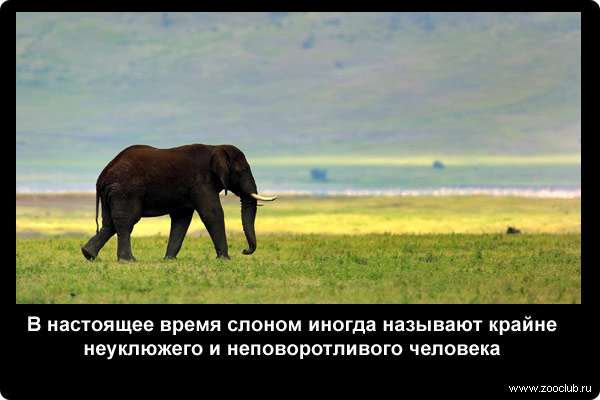  В настоящее время слоном иногда называют крайне неуклюжего и неповоротливого человека