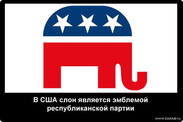  В США слон является эмблемой республиканской партии