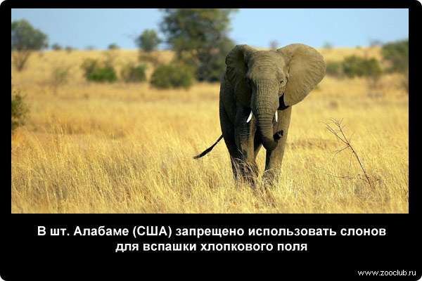  В шт. Алабаме (США) запрещено использовать слонов для вспашки хлопкового поля