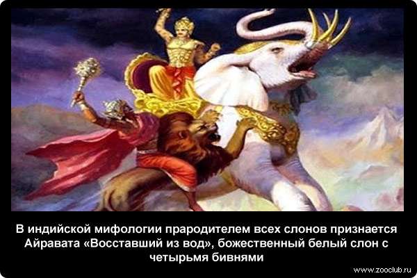  В индийской мифологии прародителем всех слонов признается Айравата Восставший из вод, божественный белый слон с четырьмя бивнями